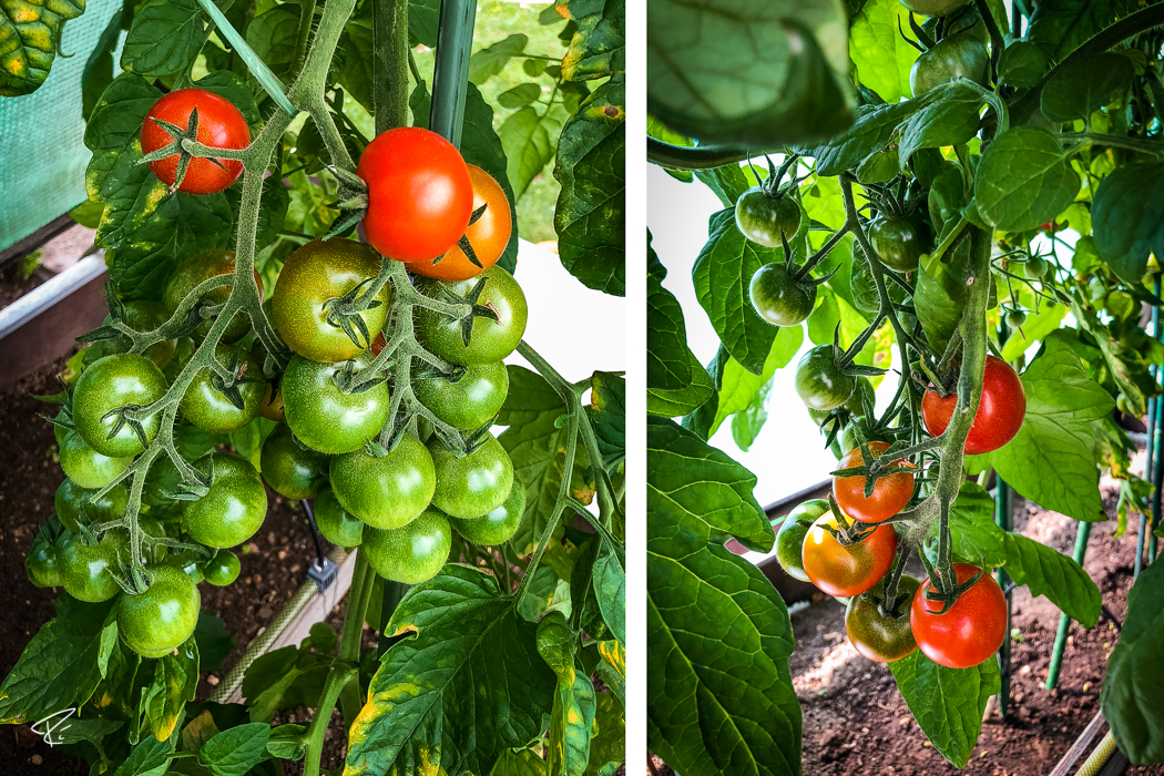 Tomato plant Tomatenpflanze
